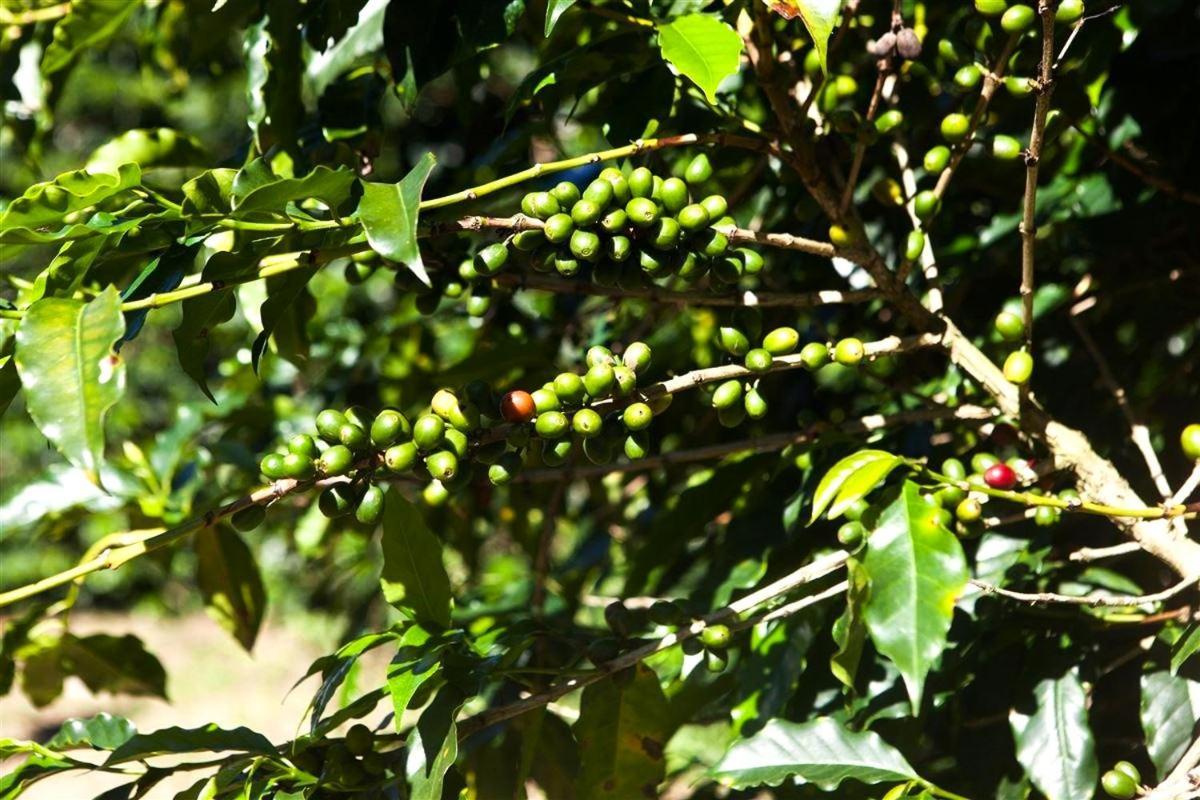 Recanto Dos Cafezais Bueno Brandão Εξωτερικό φωτογραφία